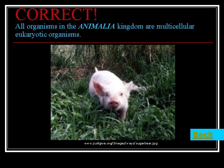 CORRECT! All organisms in the ANIMALIA kingdom are multicellular eukaryotic organisms. Back www. justgive.