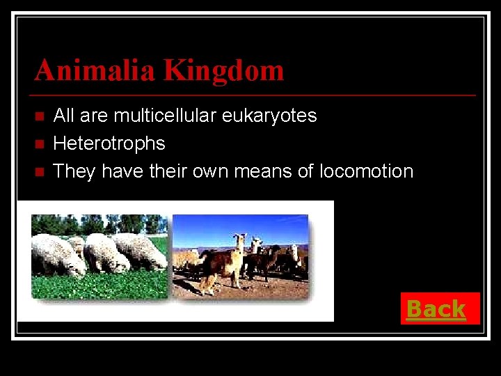 Animalia Kingdom n n n All are multicellular eukaryotes Heterotrophs They have their own