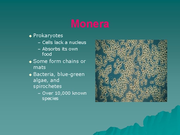 Monera u Prokaryotes – Cells lack a nucleus – Absorbs its own food u