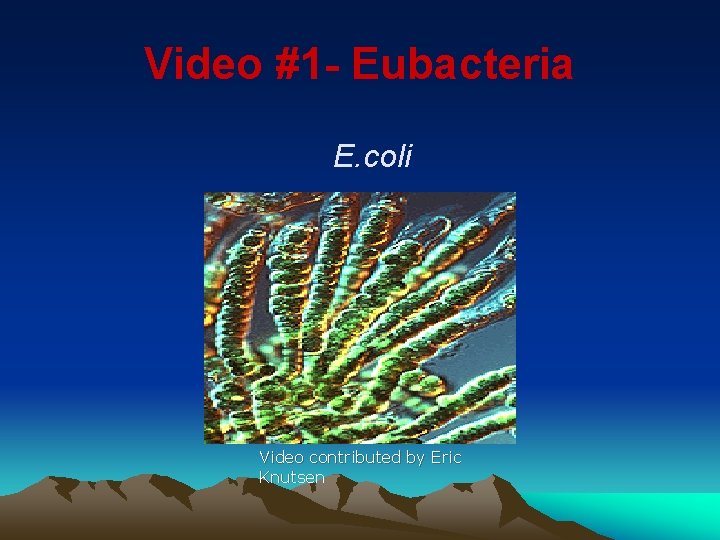 Video #1 - Eubacteria E. coli Video contributed by Eric Knutsen 