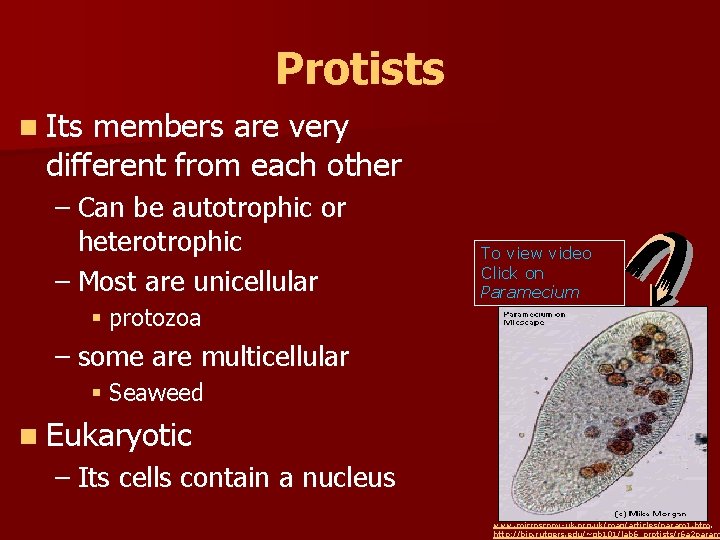 Protists n Its members are very different from each other – Can be autotrophic