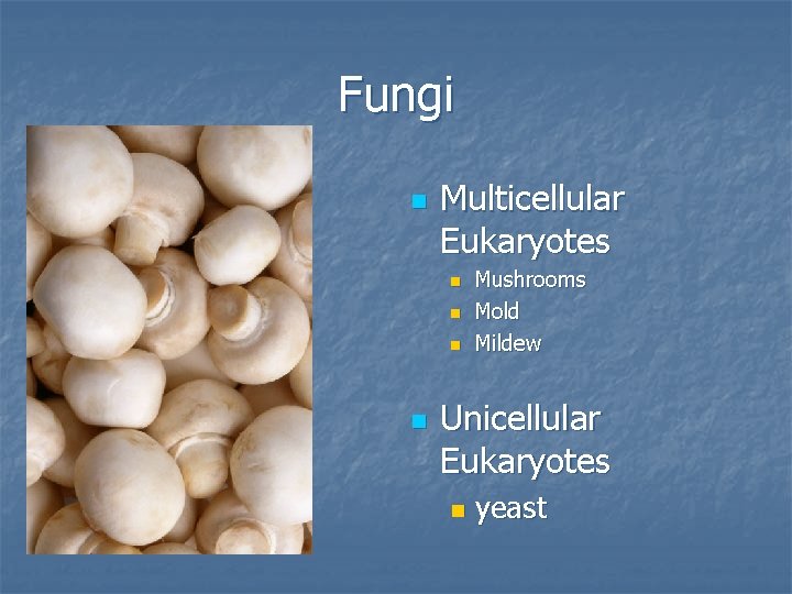 Fungi n Multicellular Eukaryotes n n Mushrooms Mold Mildew Unicellular Eukaryotes n yeast 