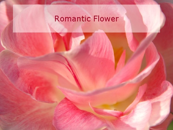 Romantic Flower 