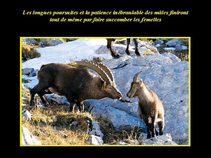 Les longues poursuites et la patience inébranlable des mâles finiront tout de même par