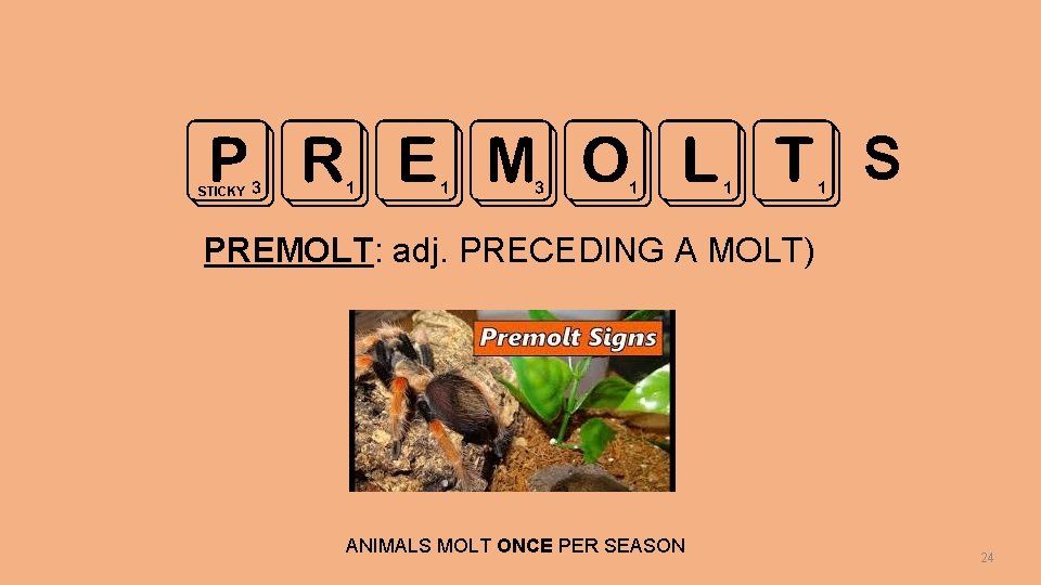 PREMOLT STICKY S PREMOLT: adj. PRECEDING A MOLT) ANIMALS MOLT ONCE PER SEASON 24