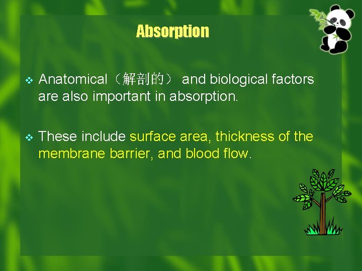 Absorption v Anatomical（解剖的） and biological factors are also important in absorption. v These include