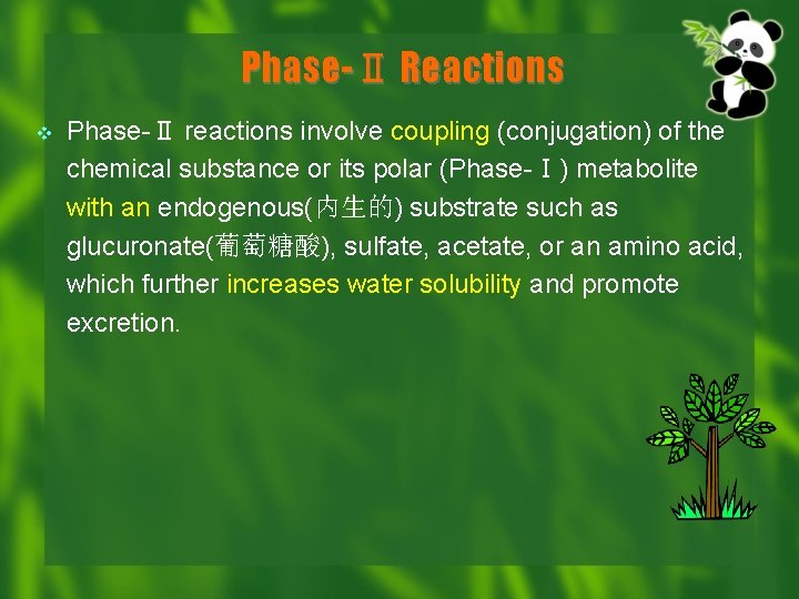 Phase-Ⅱ Reactions v Phase-Ⅱ reactions involve coupling (conjugation) of the chemical substance or its
