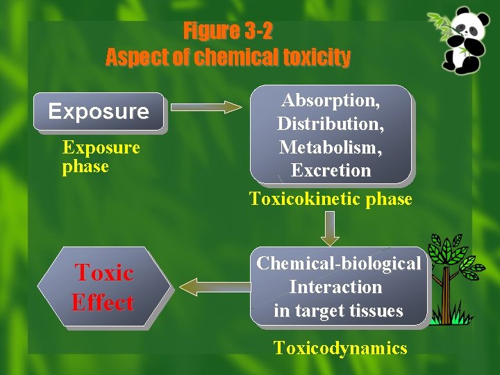 Figure 3 -2 Aspect of chemical toxicity Exposure phase Toxic Effect Absorption, Distribution, Metabolism,
