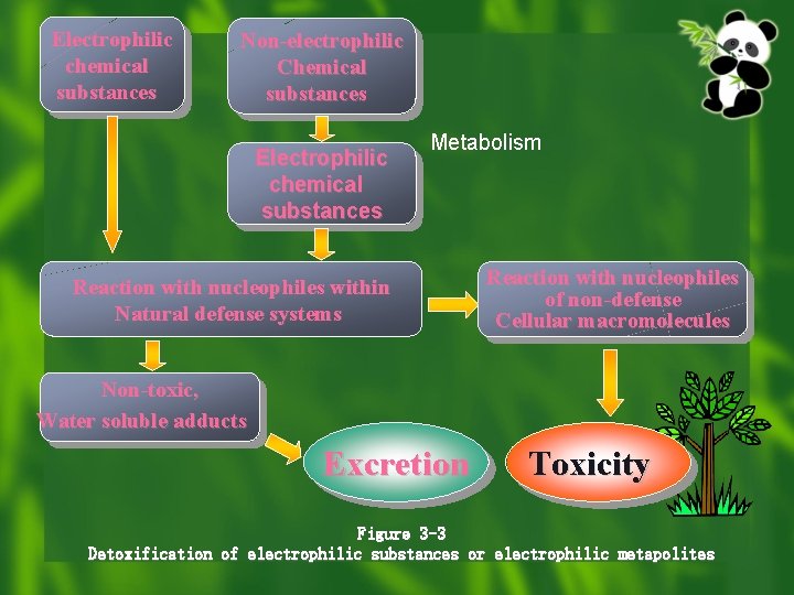 Electrophilic chemical substances Non-electrophilic Chemical substances Electrophilic chemical substances Metabolism Reaction with nucleophiles within