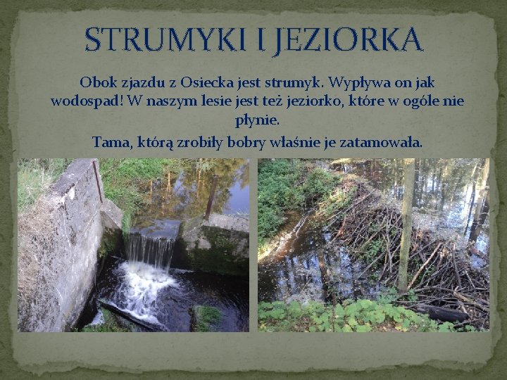 STRUMYKI I JEZIORKA Obok zjazdu z Osiecka jest strumyk. Wypływa on jak wodospad! W
