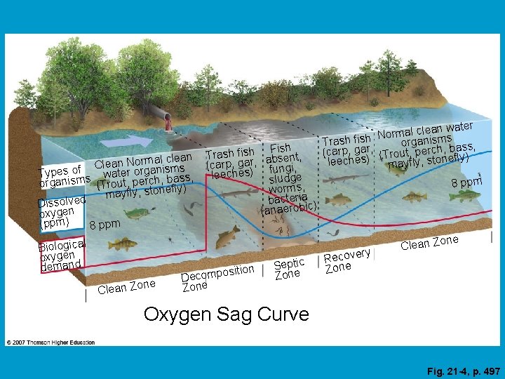 lean an Normal cm le C s Types of s water organisbass, organism (Trout,