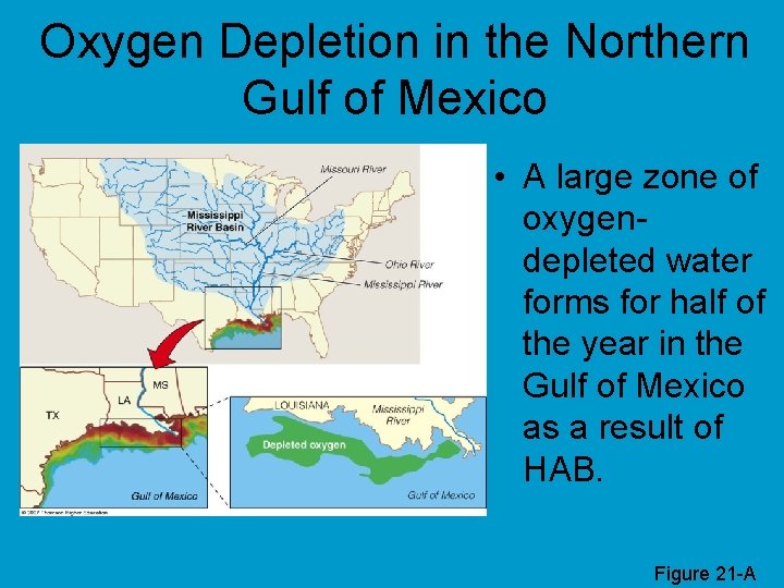 Oxygen Depletion in the Northern Gulf of Mexico • A large zone of oxygendepleted