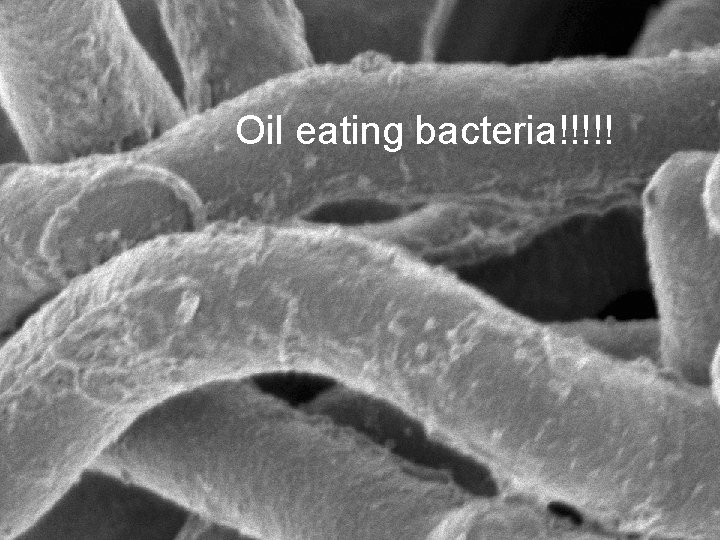 Oil eating bacteria!!!!! 