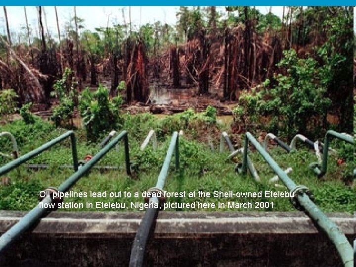 Oil pipelines lead out to a dead forest at the Shell-owned Etelebu flow station