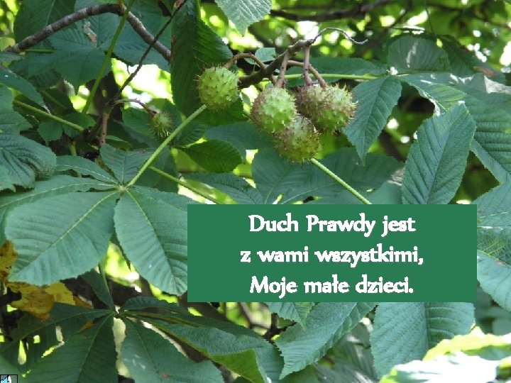 Duch Prawdy jest z wami wszystkimi, Moje małe dzieci. 