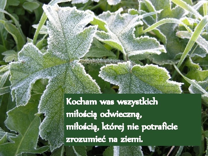 Kocham was wszystkich miłością odwieczną, miłością, której nie potraficie zrozumieć na ziemi. 