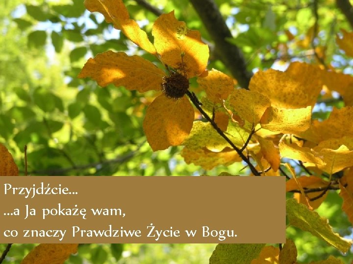 Przyjdźcie. . . a Ja pokażę wam, co znaczy Prawdziwe Życie w Bogu. 