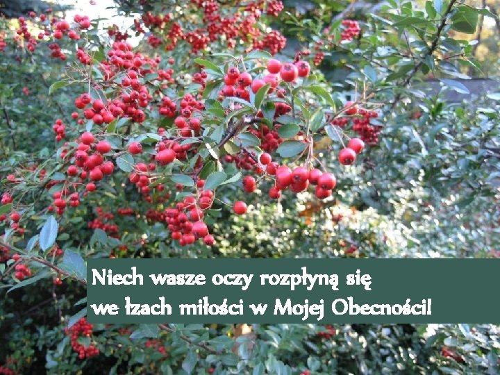 Niech wasze oczy rozpłyną się we łzach miłości w Mojej Obecności! 