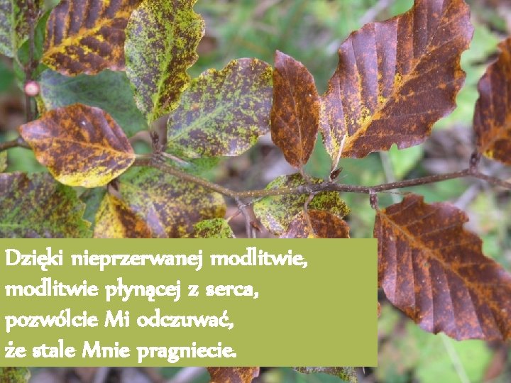 Dzięki nieprzerwanej modlitwie, modlitwie płynącej z serca, pozwólcie Mi odczuwać, że stale Mnie pragniecie.