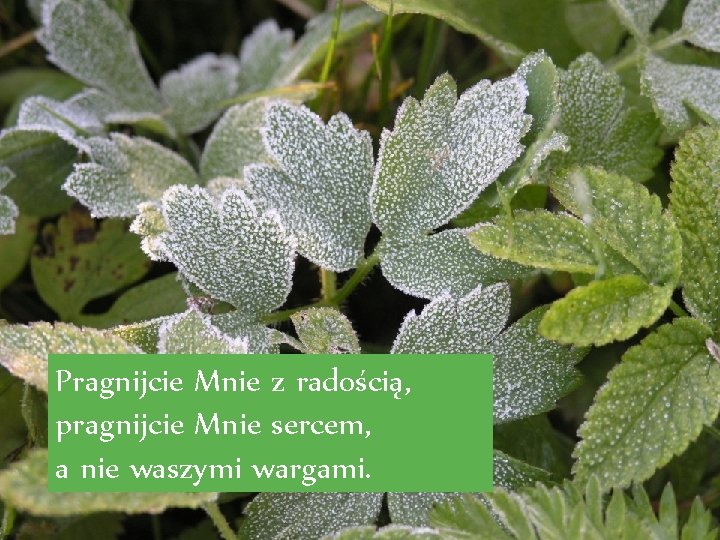 Pragnijcie Mnie z radością, pragnijcie Mnie sercem, a nie waszymi wargami. 