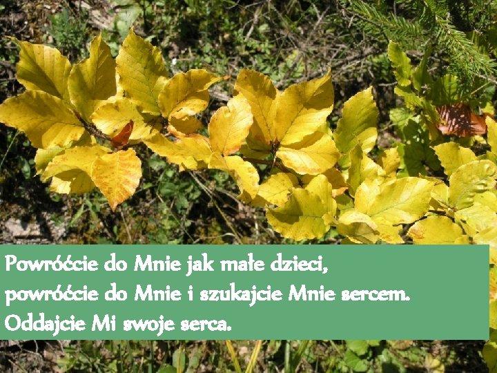 Powróćcie do Mnie jak małe dzieci, powróćcie do Mnie i szukajcie Mnie sercem. Oddajcie