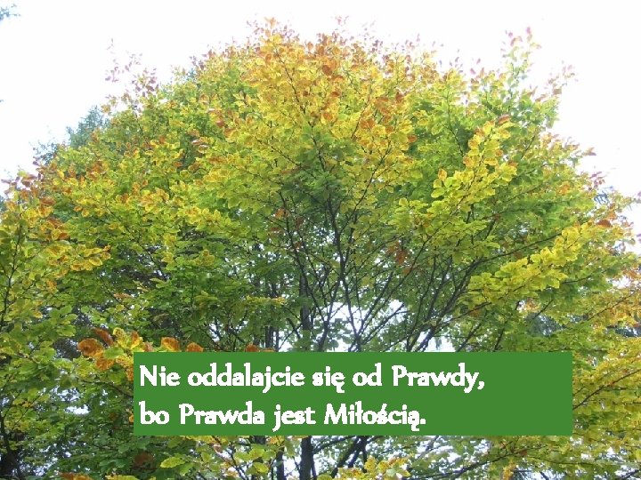 Nie oddalajcie się od Prawdy, bo Prawda jest Miłością. 