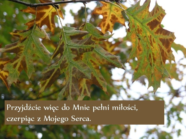 Przyjdźcie więc do Mnie pełni miłości, czerpiąc z Mojego Serca. 