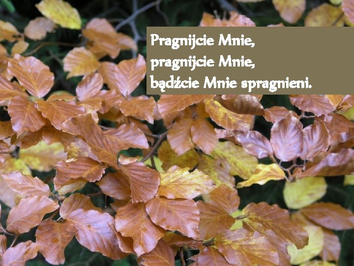 Pragnijcie Mnie, pragnijcie Mnie, bądźcie Mnie spragnieni. 