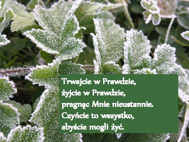Trwajcie w Prawdzie, żyjcie w Prawdzie, pragnąc Mnie nieustannie. Czyńcie to wszystko, abyście mogli