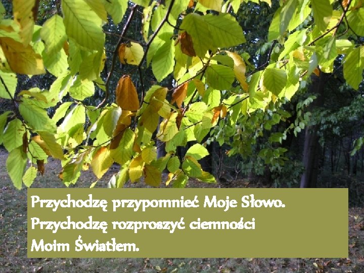 Przychodzę przypomnieć Moje Słowo. Przychodzę rozproszyć ciemności Moim Światłem. 