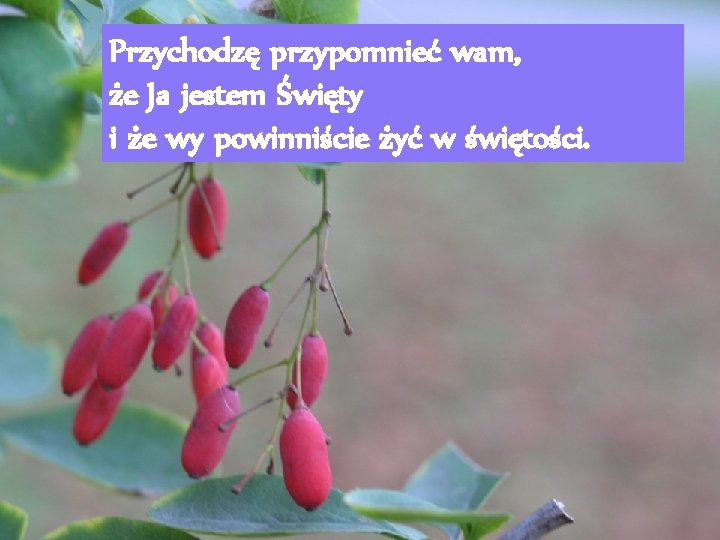 Przychodzę przypomnieć wam, że Ja jestem Święty i że wy powinniście żyć w świętości.