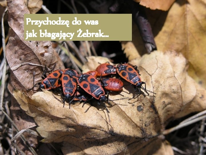 Przychodzę do was jak błagający Żebrak. . . 