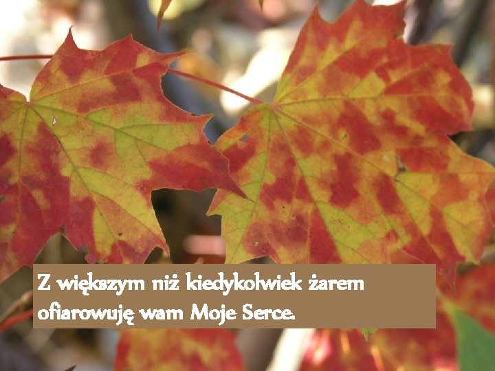 Z większym niż kiedykolwiek żarem ofiarowuję wam Moje Serce. 