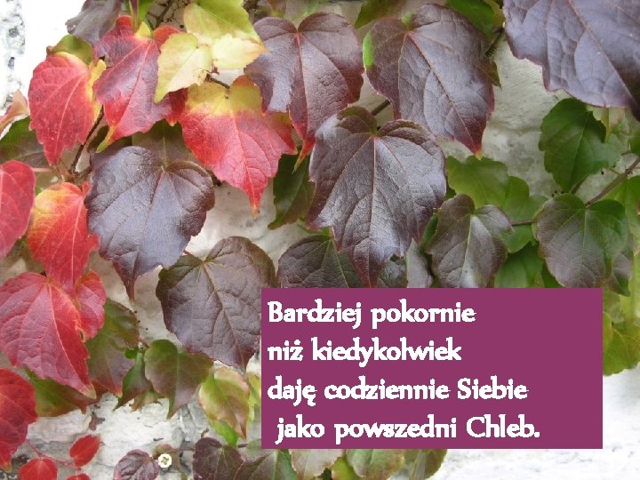 Bardziej pokornie niż kiedykolwiek daję codziennie Siebie jako powszedni Chleb. 