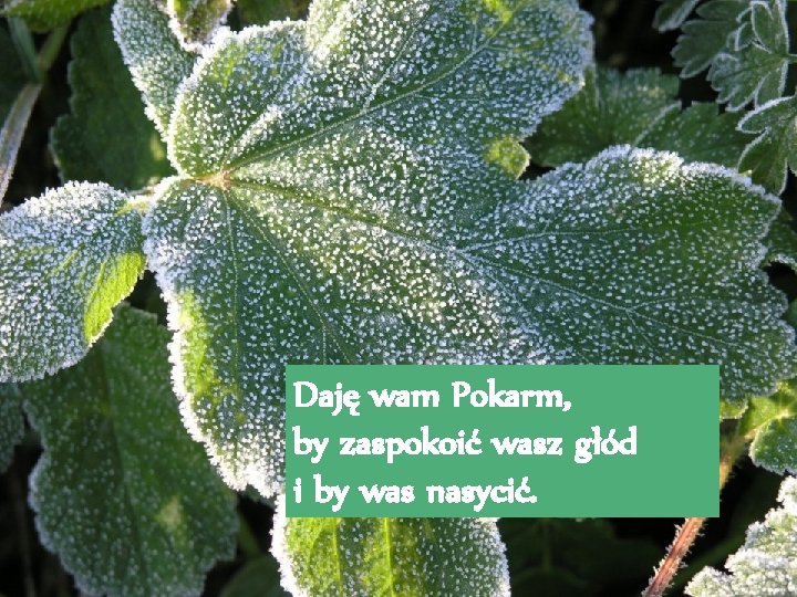 Daję wam Pokarm, by zaspokoić wasz głód i by was nasycić. 