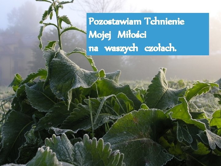 Pozostawiam Tchnienie Mojej Miłości na waszych czołach. 