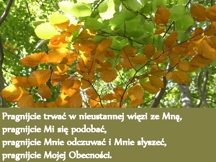 Pragnijcie trwać w nieustannej więzi ze Mną, pragnijcie Mi się podobać, pragnijcie Mnie odczuwać