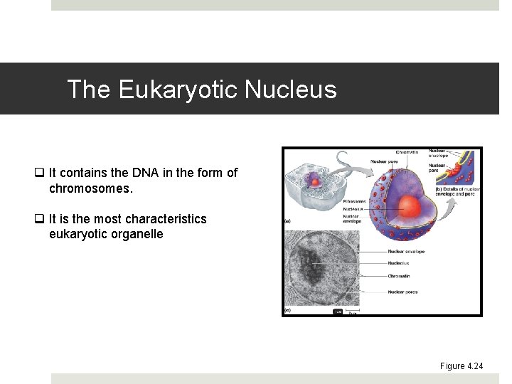 The Eukaryotic Nucleus q It contains the DNA in the form of chromosomes. q