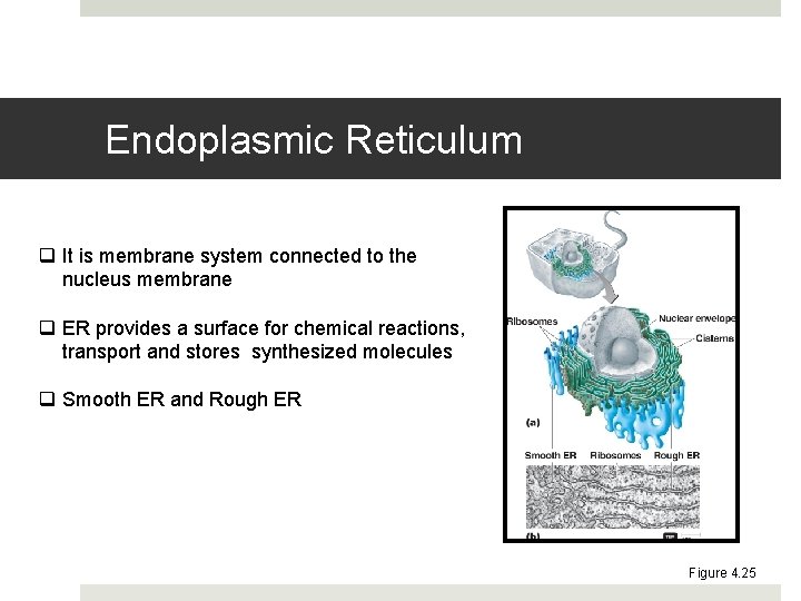 Endoplasmic Reticulum q It is membrane system connected to the nucleus membrane q ER