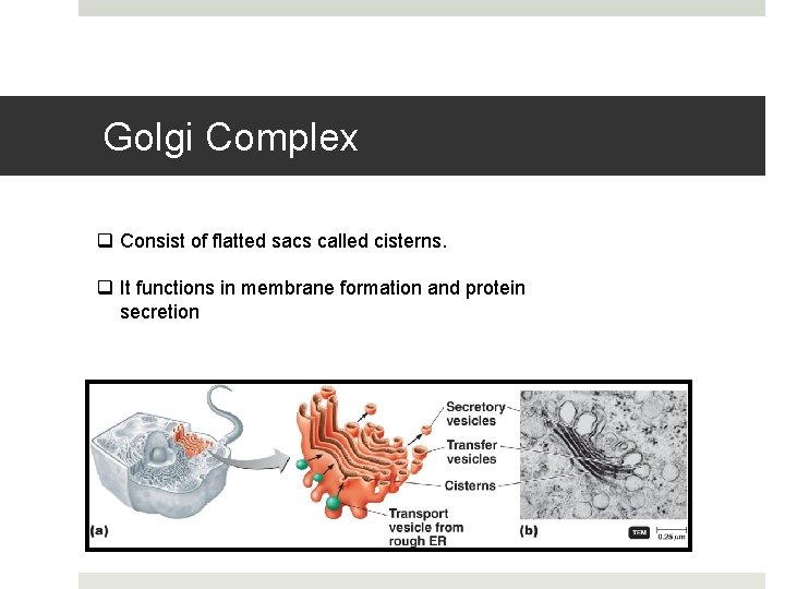 Golgi Complex q Consist of flatted sacs called cisterns. q It functions in membrane