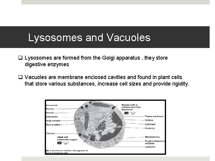 Lysosomes and Vacuoles q Lysosomes are formed from the Golgi apparatus , they store