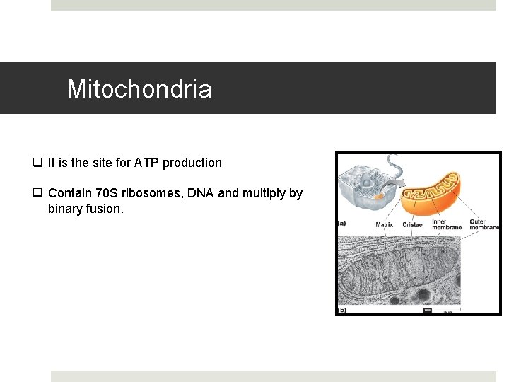 Mitochondria q It is the site for ATP production q Contain 70 S ribosomes,