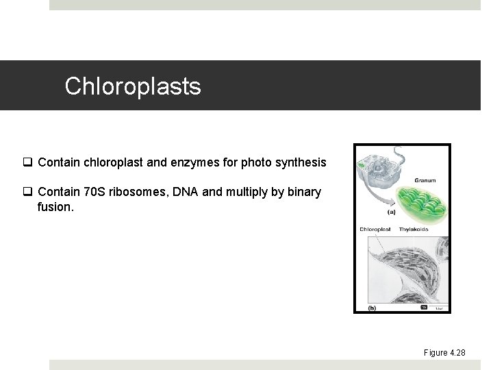 Chloroplasts q Contain chloroplast and enzymes for photo synthesis q Contain 70 S ribosomes,