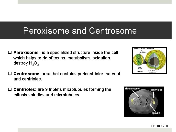 Peroxisome and Centrosome q Peroxisome: is a specialized structure inside the cell which helps