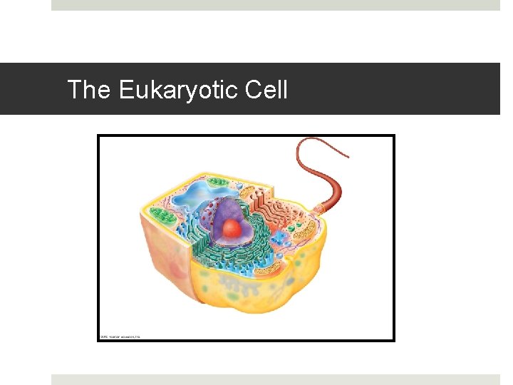 The Eukaryotic Cell 
