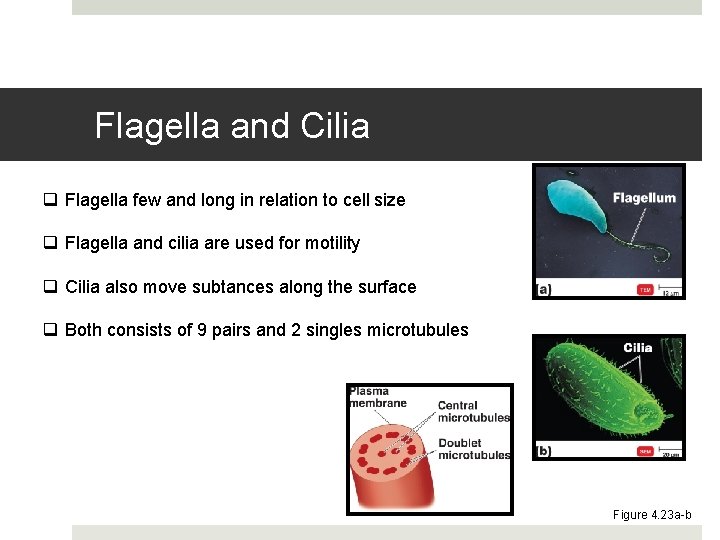 Flagella and Cilia q Flagella few and long in relation to cell size q