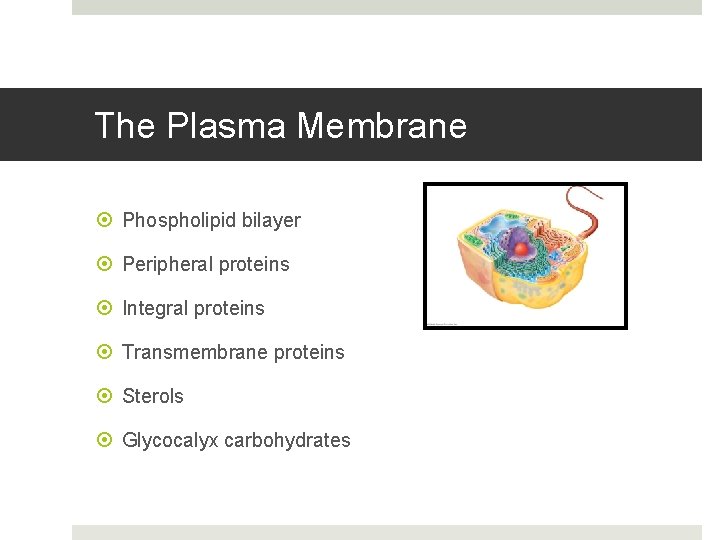 The Plasma Membrane Phospholipid bilayer Peripheral proteins Integral proteins Transmembrane proteins Sterols Glycocalyx carbohydrates