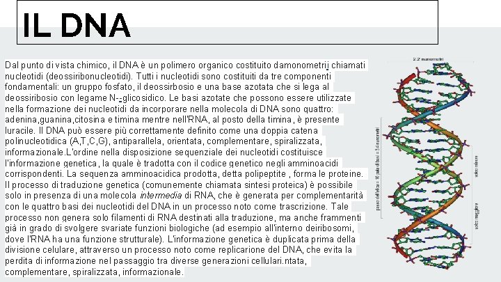 IL DNA Dal punto di vista chimico, il DNA è un polimero organico costituito