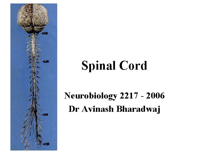 Spinal Cord Neurobiology 2217 - 2006 Dr Avinash Bharadwaj 