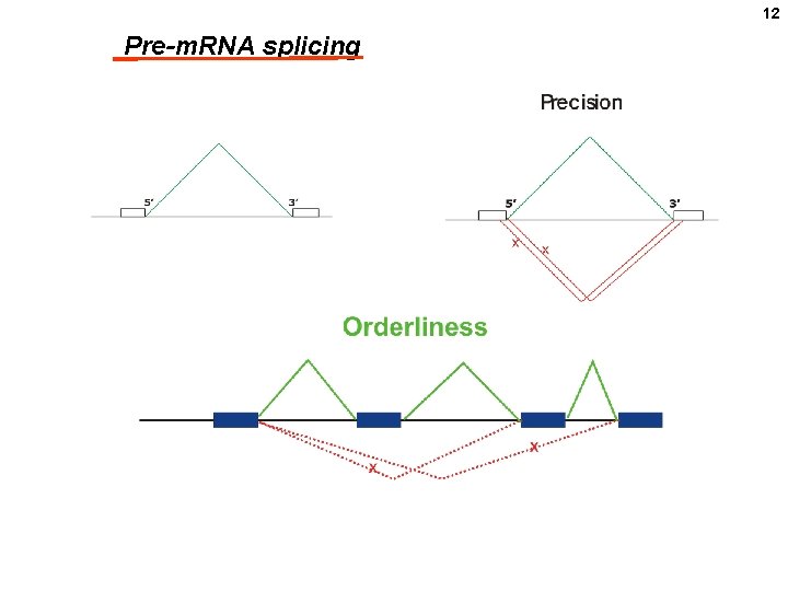 12 Pre-m. RNA splicing 
